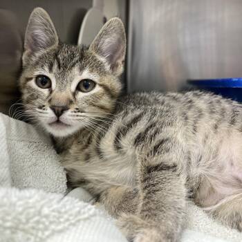 Marcille -  Domestic Short Hair Cat for Adoption in Hawthorne, California - Marcille | PetCurious