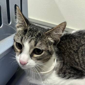 Maki -  Domestic Short Hair Cat for Adoption in Tampa, Florida - Maki | PetCurious