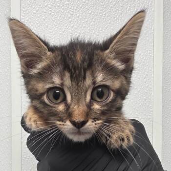 Tinkerbell -  Domestic Short Hair Cat for Adoption in Abilene, Texas - Tinkerbell | PetCurious
