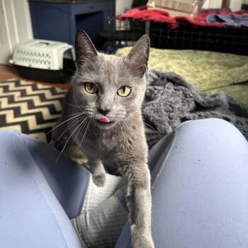 Domestic Short Hair Cats Available for Adoption in Gibsonia, Pennsylvania - Sour Patch Kid | PetCurious