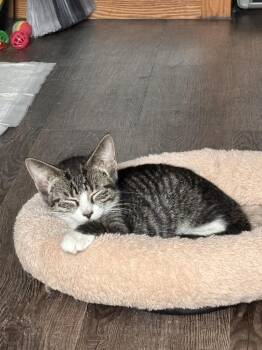 Tig -  Domestic Short Hair Cat for Adoption in Plymouth, Michigan - Tig | PetCurious