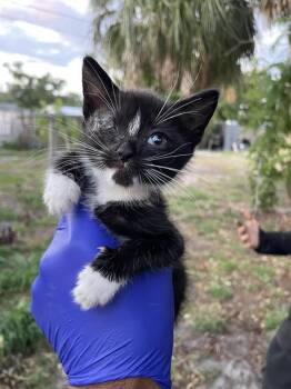 MAXIE -  Domestic Short Hair Cat for Adoption in Palmetto, Florida - MAXIE | PetCurious