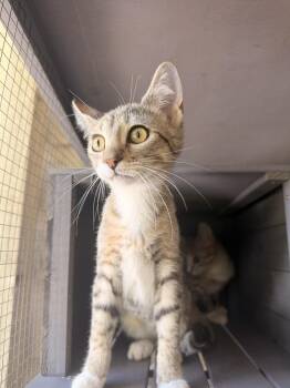 Dutch -  Domestic Short Hair Cat for Adoption in Topeka, Kansas - Dutch | PetCurious