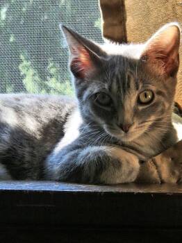 George Costanza -  Domestic Short Hair Cat for Adoption in West Mifflin, Pennsylvania - George Costanza | PetCurious