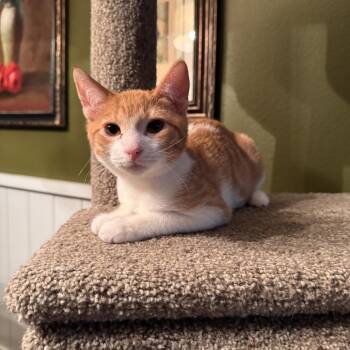 Angel -  Domestic Short Hair Cat for Adoption in Port Charlotte, Florida - Angel | PetCurious