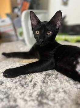Monk -  Domestic Short Hair Cat for Adoption in East Greenville, Pennsylvania - Monk | PetCurious