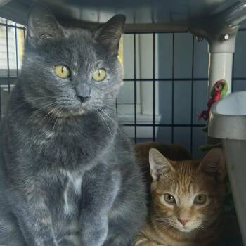 Chantel & Matthew (bonded mom & baby) -  Domestic Short Hair Cat for Adoption in Brighton, New York - Chantel & Matthew (bonded Mom & Baby) | PetCurious