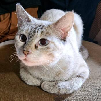 Dee Dee -  Siamese and Domestic Short Hair Cat for Adoption in Green Bay, Wisconsin - Dee Dee | PetCurious