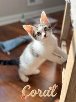 Coral -  Domestic Short Hair Cat for Adoption in Hazlet, New Jersey - Coral | PetCurious