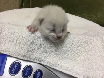 Domestic Short Hair Cats Available for Adoption in Riverside, California - YANG | PetCurious