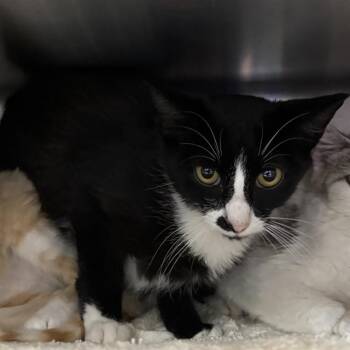 YOSHI -  Domestic Short Hair Cat for Adoption - YOSHI | PetCurious