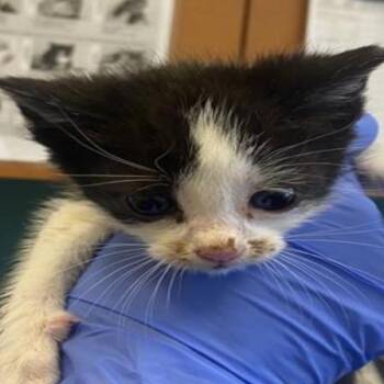 Bob -  Domestic Short Hair Cat for Adoption in Grantsville, Utah - Bob | PetCurious