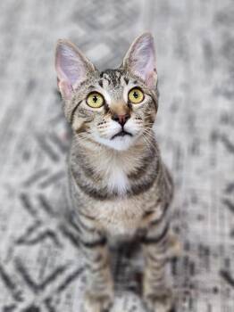Rescue Tabby Cats for Adoption in Bristol, Tennessee - Piper | PetCurious