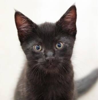 Domestic Short Hair Cats Available for Adoption in Topeka, Kansas - **Cat Cafe** Speck | PetCurious