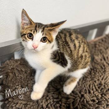 Maroon -  Domestic Short Hair Cat for Adoption in Brownsboro, Alabama - Maroon | PetCurious