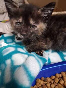 Skittle -  Domestic Medium Hair and Domestic Short Hair Cat for Adoption in Sevierville, Tennessee - Skittle | PetCurious