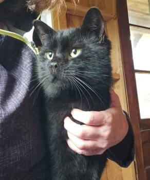 Merlin 4 -  Domestic Short Hair Cat for Adoption in Arthur, Ontario - Merlin 4 | PetCurious
