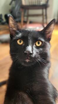Old Aggie -  Domestic Medium Hair Cat for Adoption in Fort Collins, Colorado - Old Aggie | PetCurious