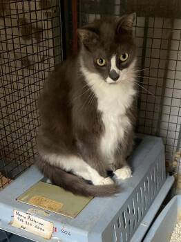 Rescue Domestic Medium Hair Cats for Adoption in Safety Harbor, Florida - Gandy | PetCurious
