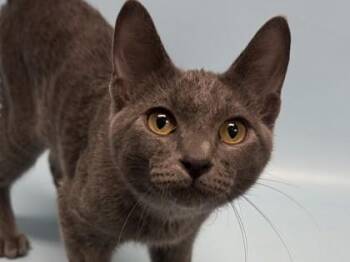 Genius -  Domestic Short Hair Cat for Adoption in Golden Valley, Minnesota - Genius | PetCurious