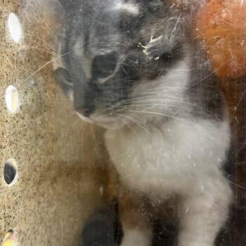 Reina -  Domestic Short Hair Cat for Adoption in Philadelphia, Pennsylvania - Reina | PetCurious