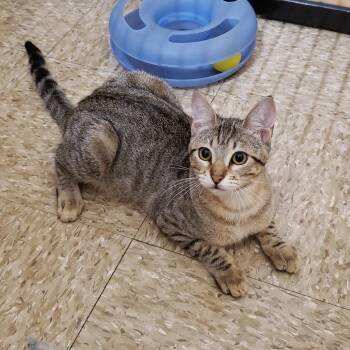 Brinkley -  Domestic Short Hair Cat for Adoption in Bulverde, Texas - Brinkley | PetCurious