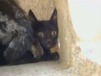 A927951 -  Domestic Short Hair Cat for Adoption in Sacramento, California - A927951 | PetCurious