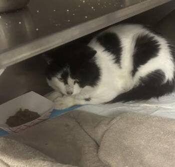 Meeko -  Domestic Short Hair Cat for Adoption in West Chester, Pennsylvania - Meeko | PetCurious