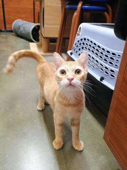 Mango -  Domestic Short Hair Cat for Adoption in Bell Gardens, California - Mango | PetCurious