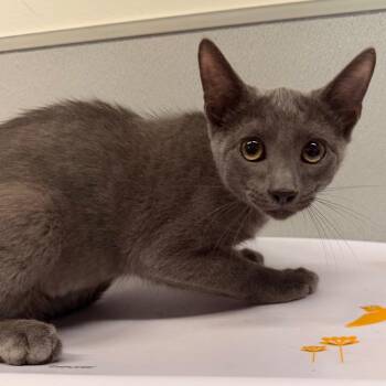 Cecil -  Domestic Short Hair Cat for Adoption in Tampa, Florida - Cecil | PetCurious