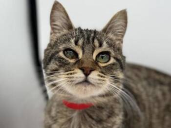 Domestic Short Hair Cats Available for Adoption - Ava | PetCurious
