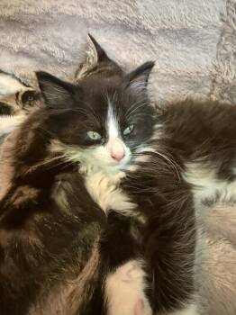 Domestic Medium Hair Cats Available for Adoption in Pomona, New York - Kraken | PetCurious