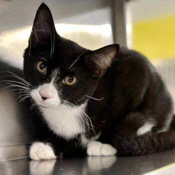 Rescue Domestic Short Hair Cats for Adoption in Jackson Township, New Jersey - Python | PetCurious