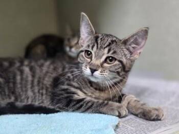 Fo -  Domestic Short Hair Cat for Adoption in Westland, Michigan - Fo | PetCurious