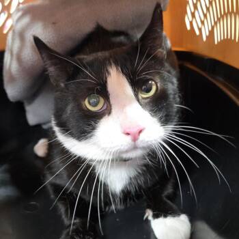 Noir -  Domestic Short Hair Cat for Adoption in Newark, New Jersey - Noir | PetCurious