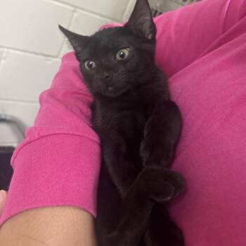 Beelzebub 29834 -  Domestic Short Hair Cat for Adoption in Middleburg, Florida - Beelzebub 29834 | PetCurious