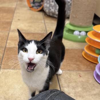 Belle -  Domestic Short Hair Cat for Adoption in Hemet, California - Belle | PetCurious