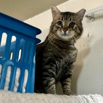 Domestic Short Hair Cats Available for Adoption in Bountiful, Utah - Willard | PetCurious