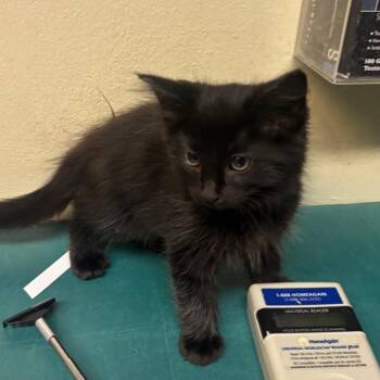 Louie -  Domestic Short Hair Cat for Adoption in Pasadena, California - Louie | PetCurious