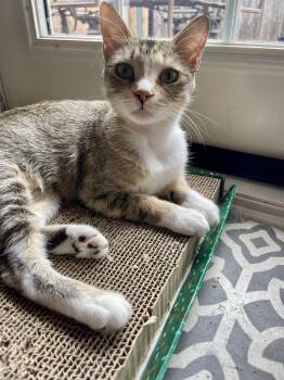 Poppy -  Domestic Short Hair Cat for Adoption in Crowley, Texas - Poppy | PetCurious