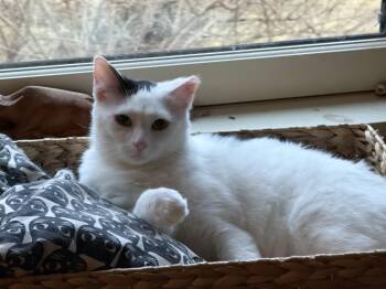 Barney -  American Shorthair Cat for Adoption in Atglen, Pennsylvania - Barney | PetCurious