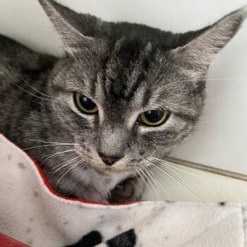 Natasha -  Domestic Short Hair Cat for Adoption in Sarasota, Florida - Natasha | PetCurious