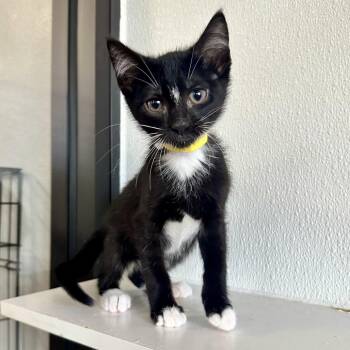 Birthday Cake PL -  Domestic Short Hair Cat for Adoption in Union, Missouri - Birthday Cake PL | PetCurious