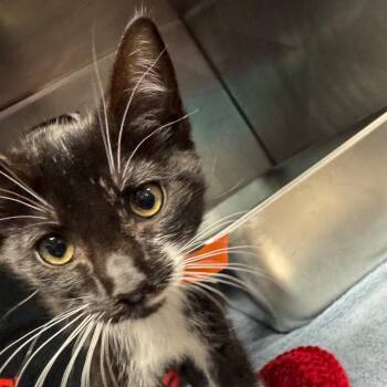 Alicia Keys -  Domestic Short Hair Cat for Adoption in Olean, New York - Alicia Keys | PetCurious