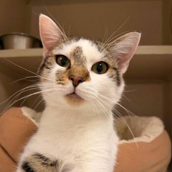Marley -  Domestic Short Hair Cat for Adoption in Pagosa Springs, Colorado - Marley | PetCurious