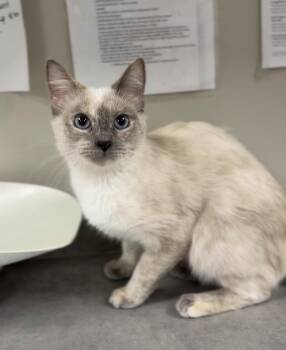 Domestic Short Hair Cats Available for Adoption in Bemidji, Minnesota - Sage | PetCurious