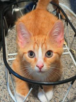 Salami -  Domestic Short Hair Cat for Adoption in West Mifflin, Pennsylvania - Salami | PetCurious
