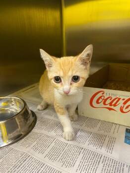 Nebula -  Domestic Short Hair Cat for Adoption in Jackson, Tennessee - Nebula | PetCurious