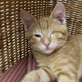 Dune -  Domestic Short Hair Cat for Adoption in Richmond, Virginia - Dune | PetCurious