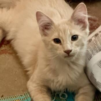 Ricky -  Domestic Medium Hair Cat for Adoption in Santa Fe, New Mexico - Ricky | PetCurious